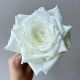 Tineke Rose
